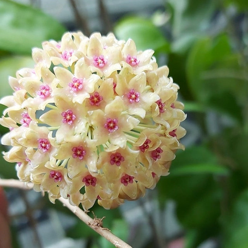 Hoya hanhiae 'Pink Yellow' - flori parfumate