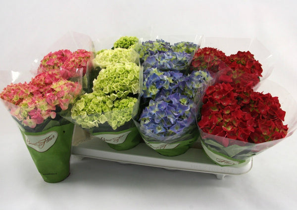 Hortensie mini cu 2-3 tije florale -mix de culori
