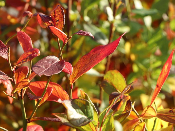 Afin VACCINIUM corymbosum 'Reka'®