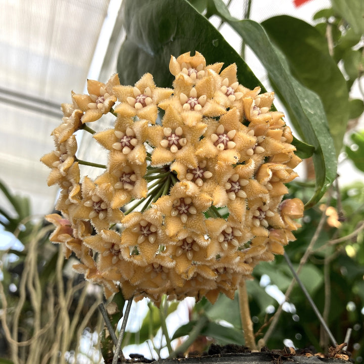 Hoya meliflua ssp. fraterna (Hoya fraterna)