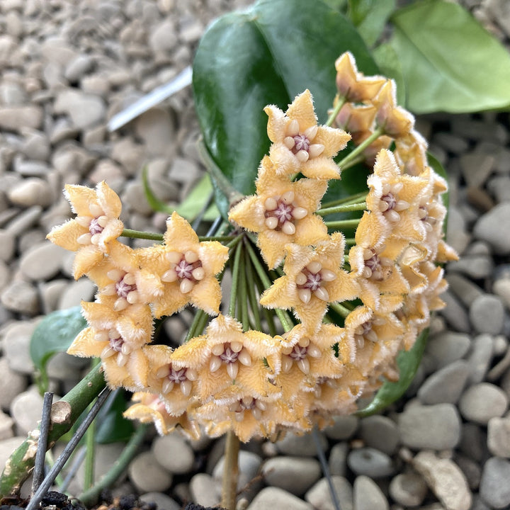 Hoya meliflua ssp. fraterna (Hoya fraterna)