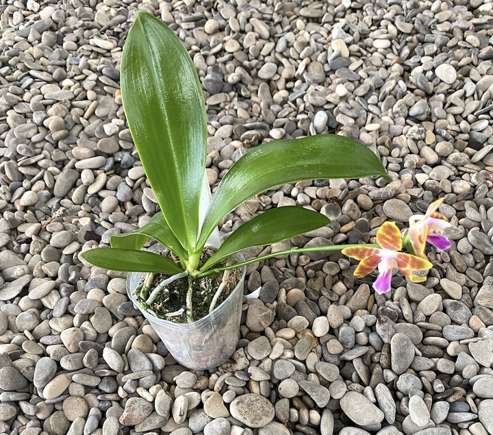 Phalaenopsis venosa × pulchra