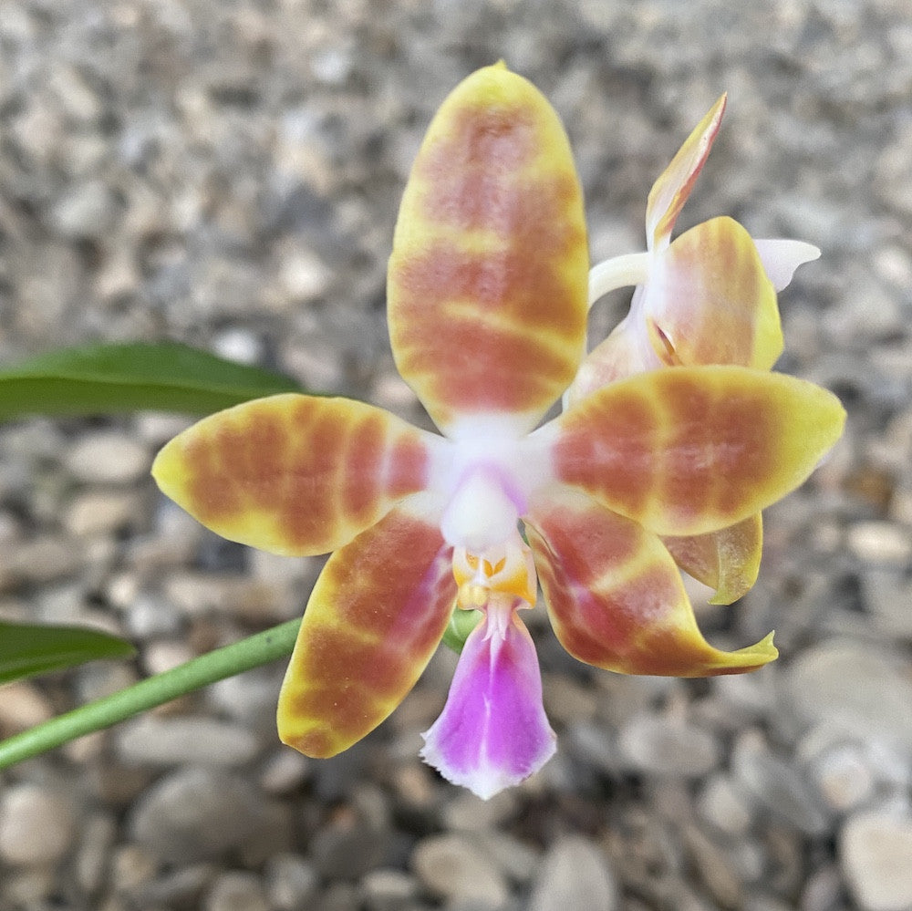 Phalaenopsis venosa × pulchra