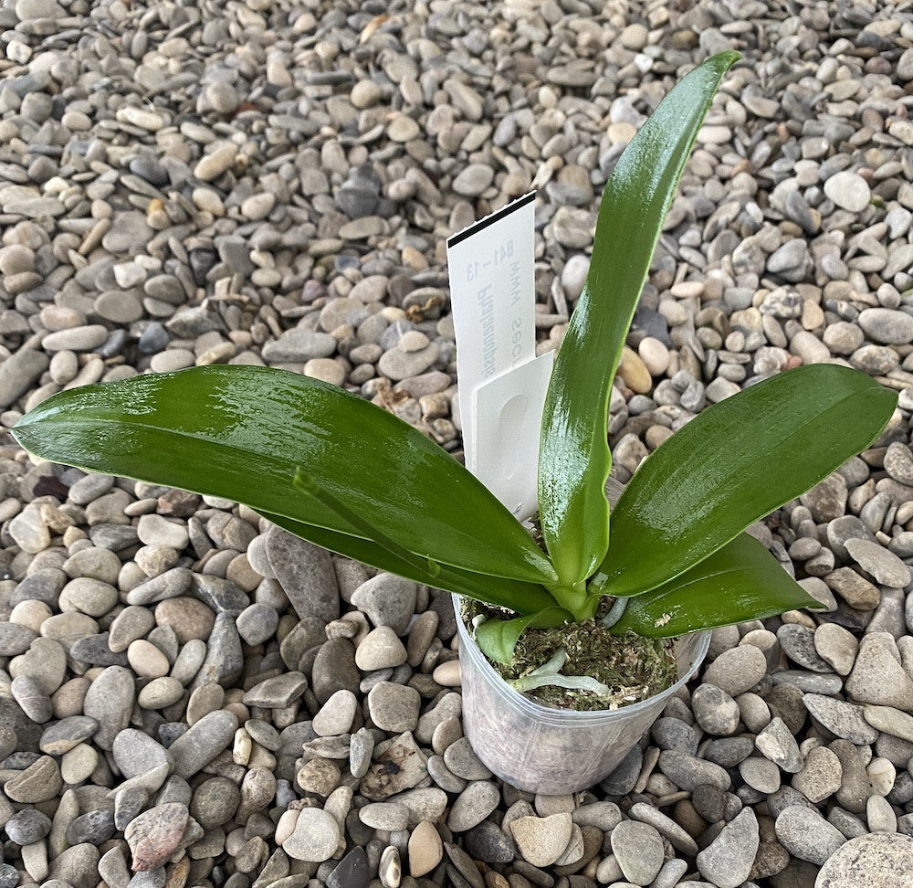 Phalaenopsis venosa × pulchra