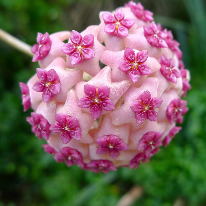 Hoya aldrichii