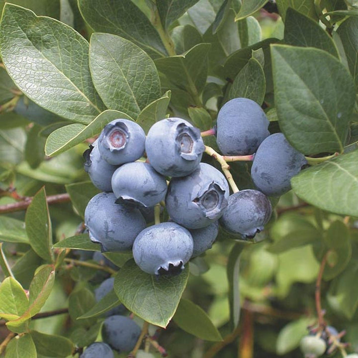 Afin VACCINIUM corymbosum 'Reka'®