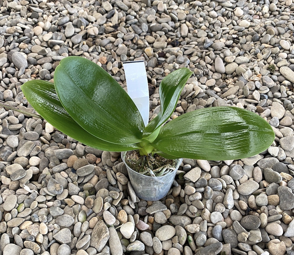 Phalaenopsis Mituo Sun '3299'
