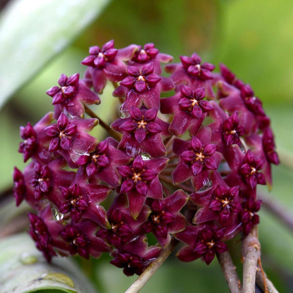 Hoya cinnamomifolia var. purpureofusca