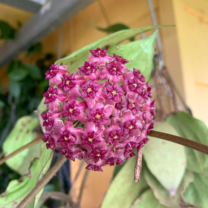 Hoya cinnamomifolia var. purpureofusca