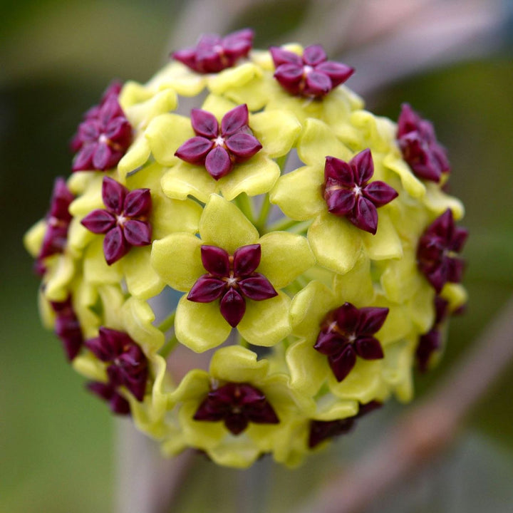 Hoya cinnamomifolia