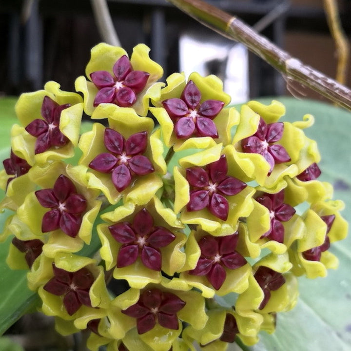 Hoya cinnamomifolia