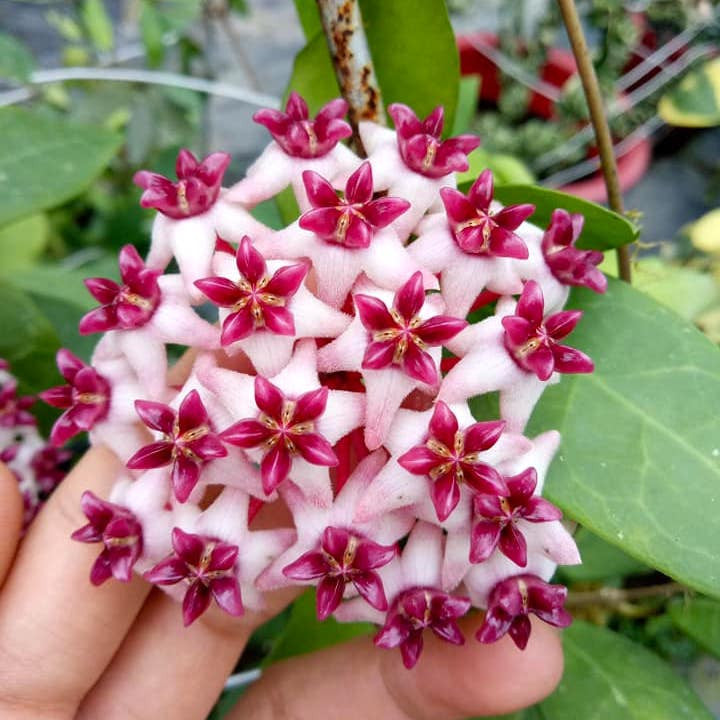 Hoya 'Patricia'