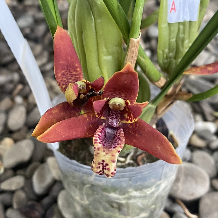 Maxillaria Tenuifolia - varietate parfumata