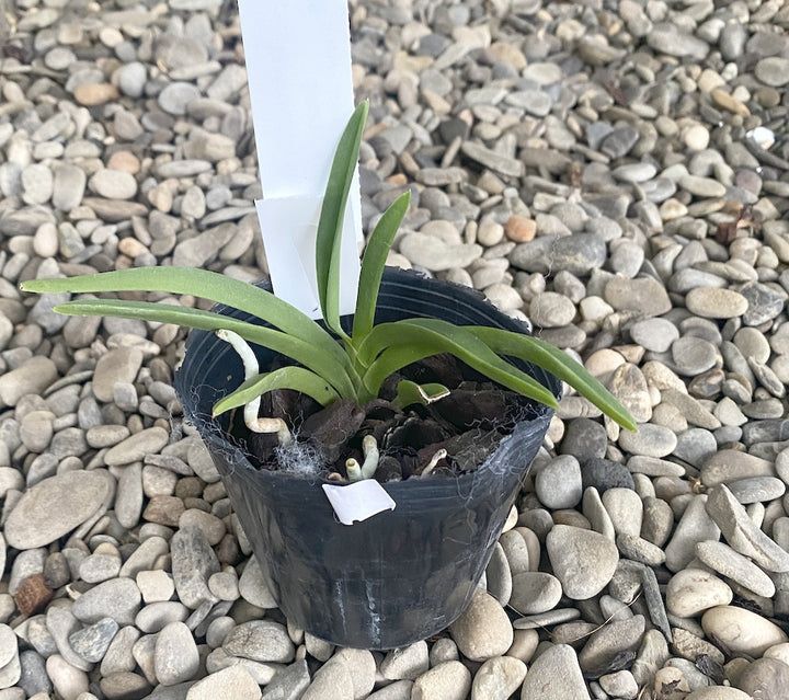 Neostylis Lou Sneary (Neof. falcata × Rhy. coelestis var. coerulea)