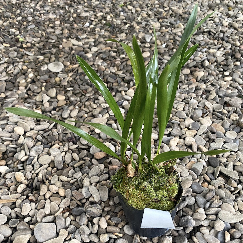 Maxillaria picta, pret atractiv