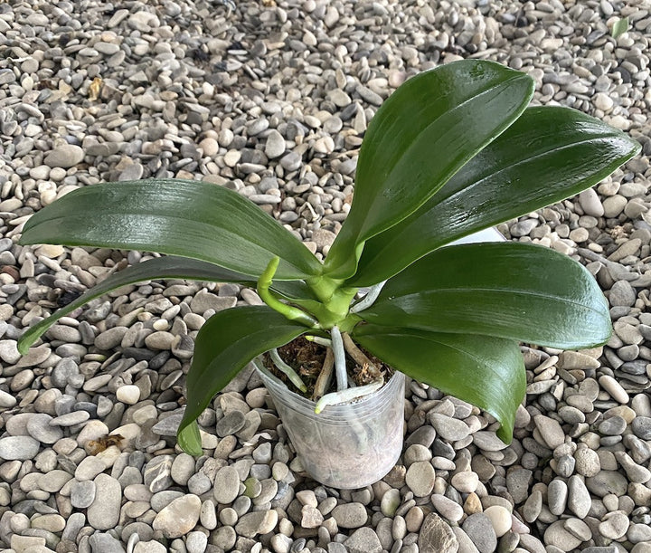 Phalaenopsis (Haur Jin Princess × Dragon Tree Gold)