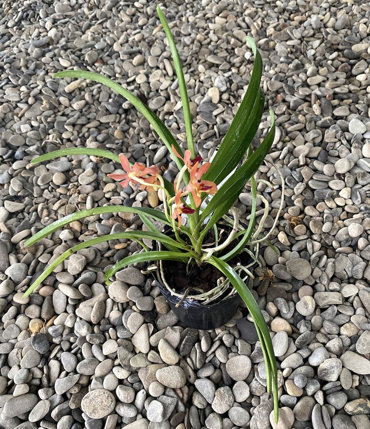 Vanda alpina × curvifolia