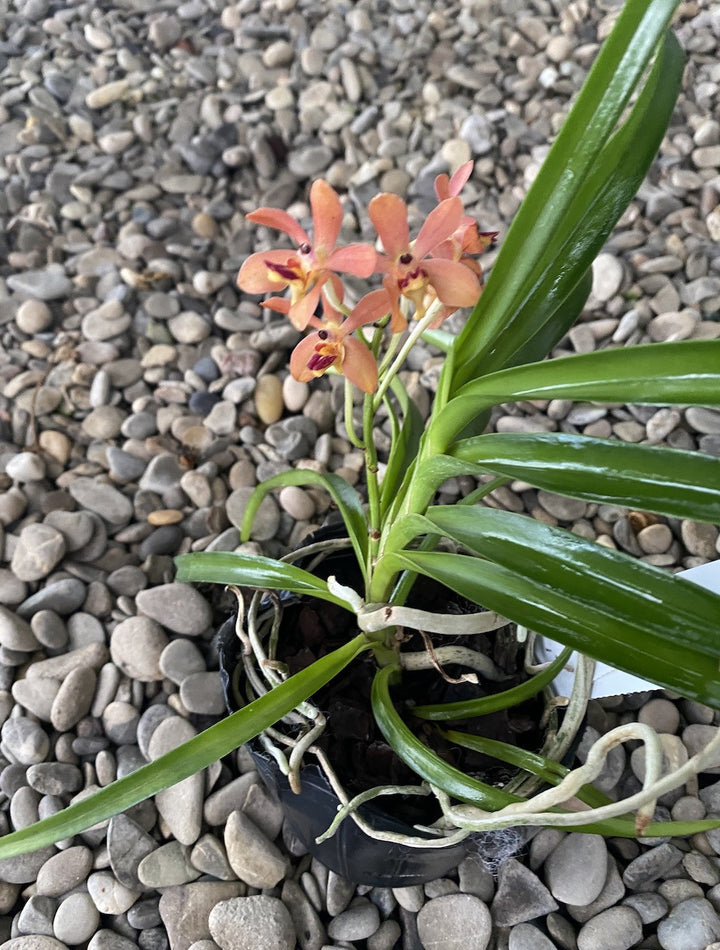 Vanda alpina × curvifolia