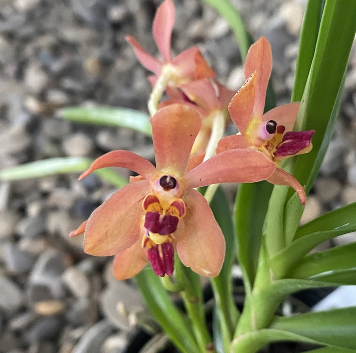 Vanda alpina × curvifolia