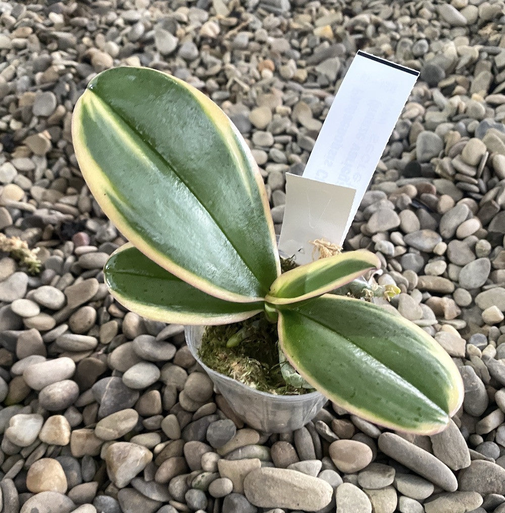 Phalaenopsis Chia E Yenlin (frunze variegate & 3 lips)