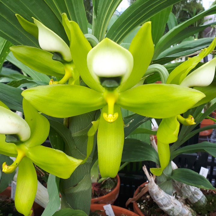 Cycnoches chlorochilon 'Jumbo'