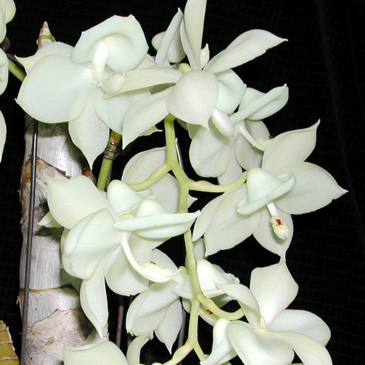 Ctnchs. Jumbo Chastity 'Jumbo Orchids'