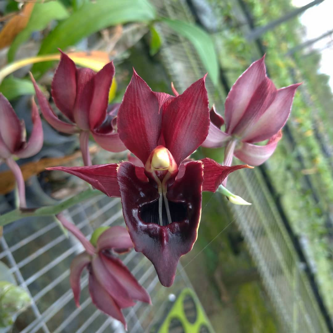 Catasetum Jumbo Carnival (sanguineum × penang) – Floraria Secret Garden ...