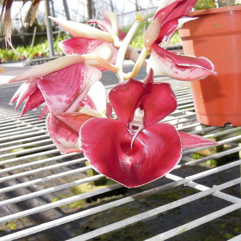 Orhidee Catasetum Penang Jumbo Sweet Heart