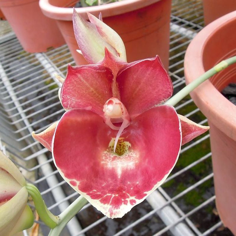 Orhidee Catasetum Penang Jumbo Sweet Heart