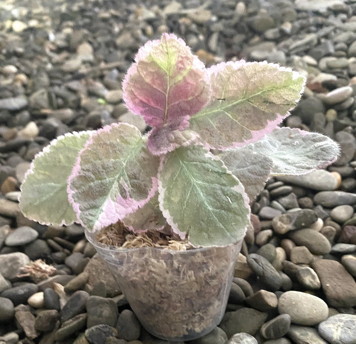 Episcia 'Pink Smoke', disponibila la pret atractiv!