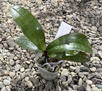 Orhidee Phalaenopsis stuartiana × sib