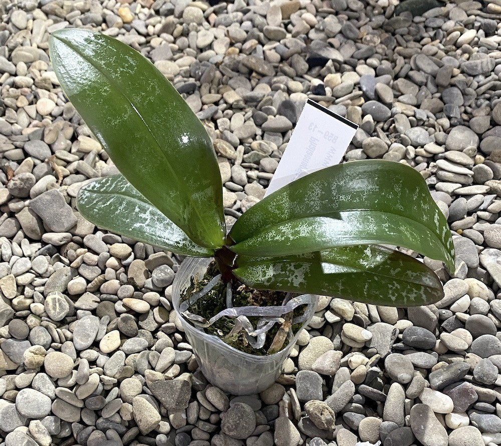 Orhidee Phalaenopsis stuartiana × sib