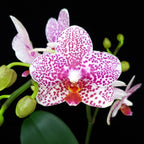 Phalaenopsis Golden Peoker 'ES'