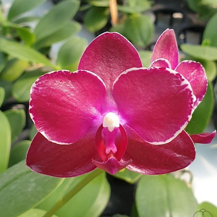 Phalaenopsis King's Ruby '3298'