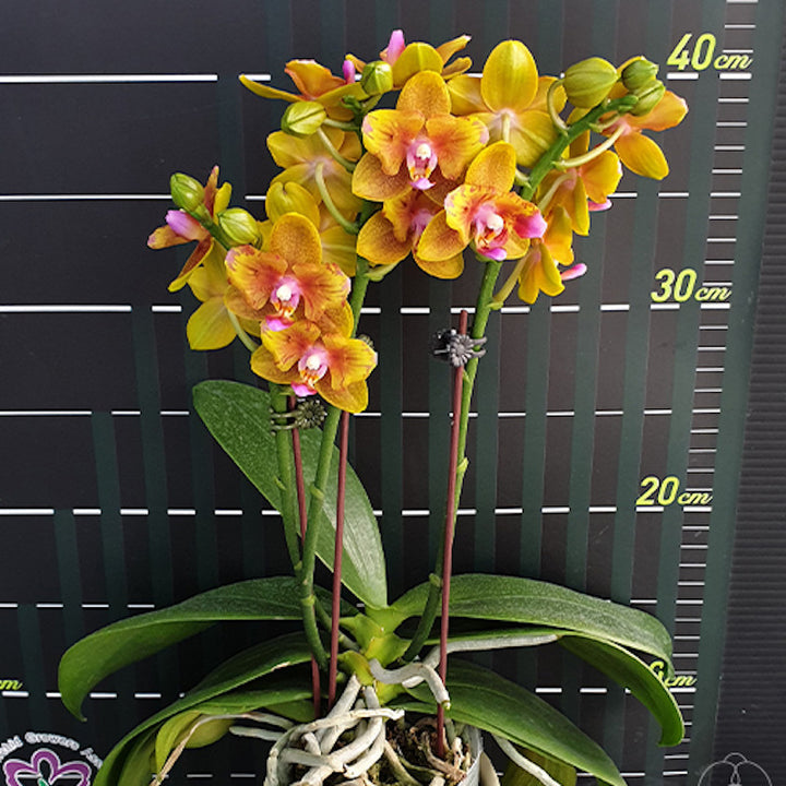 Phalaenopsis Lioulin Orange (peloric - 2 eyes)