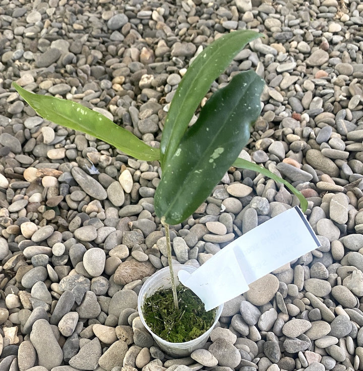 Hoya scortechinii 'Yellow' (IPPS 7950)