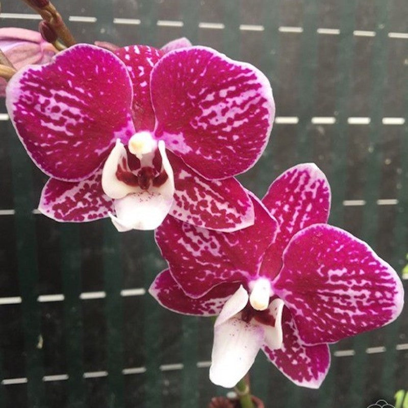 Phalaenopsis Kaoda Twinkle × pulcherrima