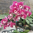 Phalaenopsis Kaoda Twinkle × pulcherrima