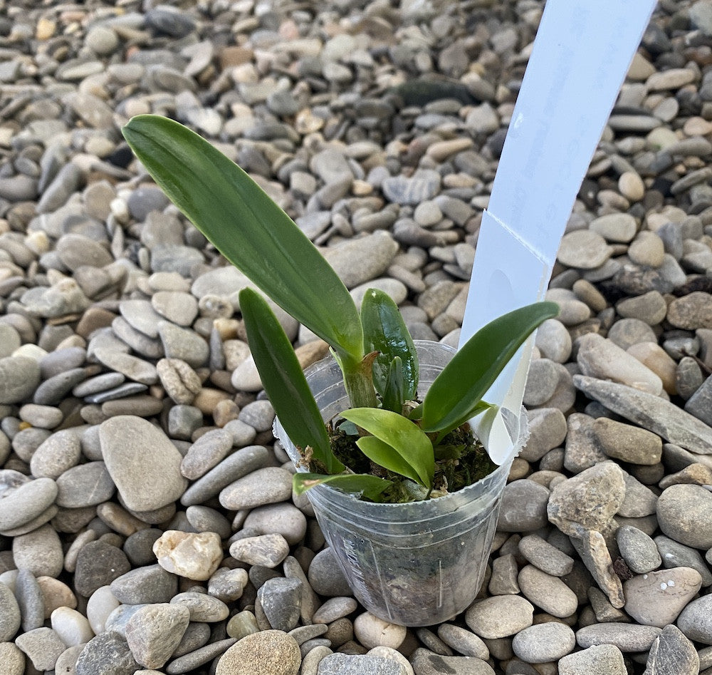 Rlc. Waianae Leopard 'Ching Hua' AM/AOS