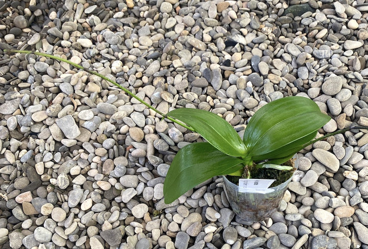 Phalaenopsis equestris