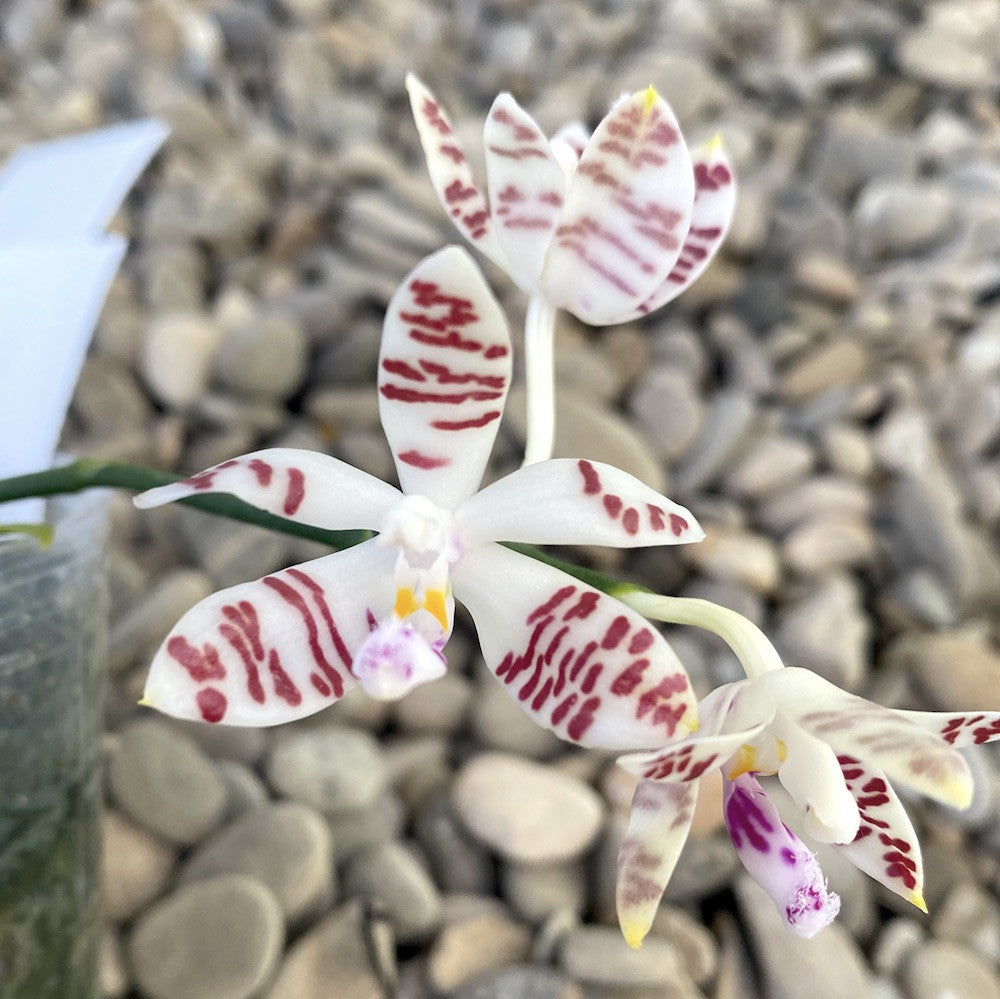 Phalaenopsis sumatrana parfumata