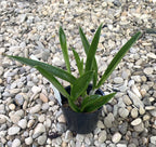 Bsn. Maikai 'Louise' AM/AOS (B. nodosa × Gur. bowringiana)