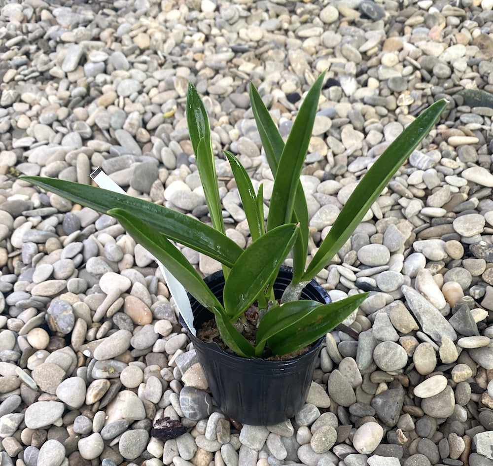 Bsn. Maikai 'Louise' AM/AOS (B. nodosa × Gur. bowringiana)