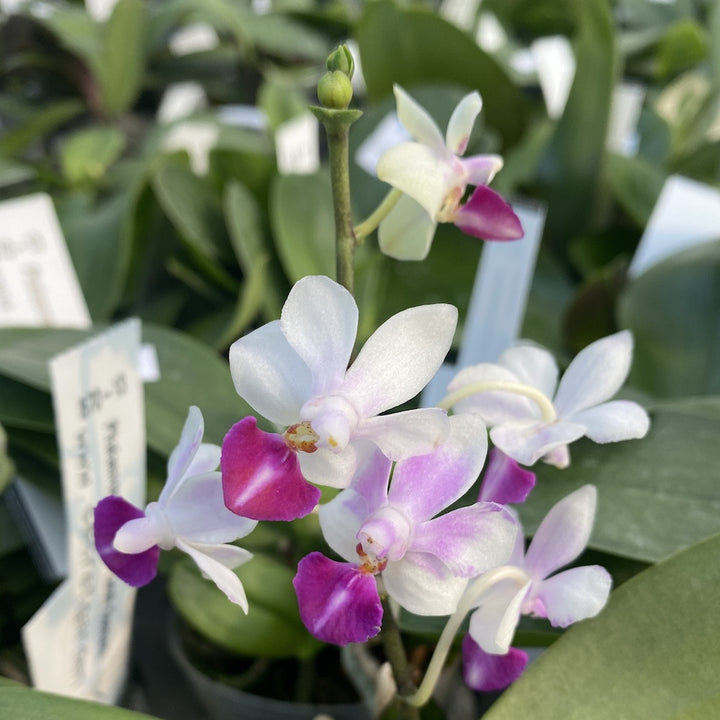 Phalaenopsis Anna-Larati Soekardi