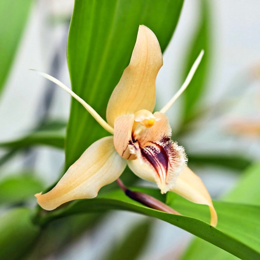 Orhidee Coelogyne fimbriata