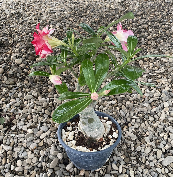 Trandafirul desertului cu floarea bicolora - Adenium obesum