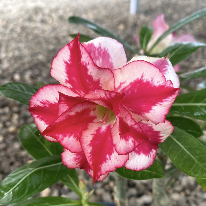 Trandafirul desertului cu floarea bicolora - Adenium obesum