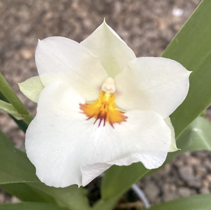 Miltoniopsis * parfumata