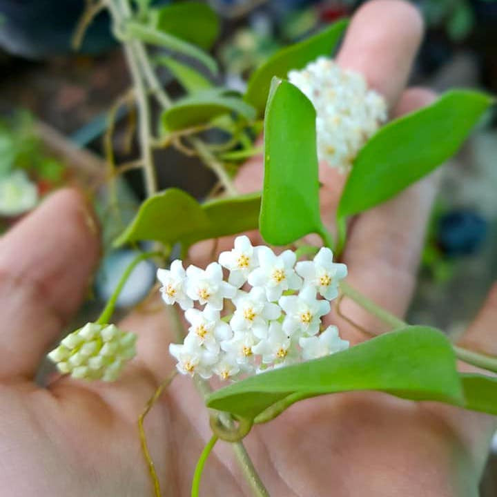 Hoya nummularioides 'Yellow'