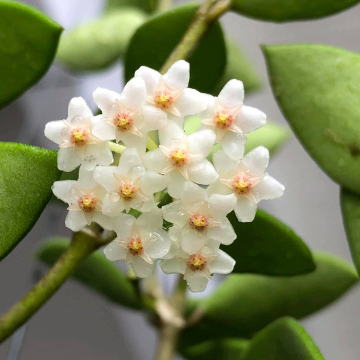 Hoya nummularioides 'Yellow'